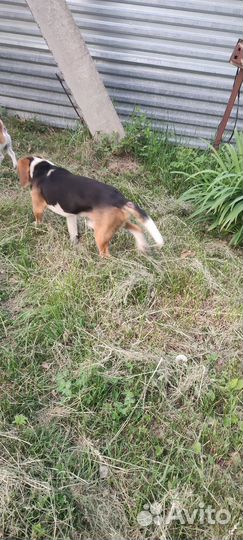 Найдена собака бигль или эстонская гончая