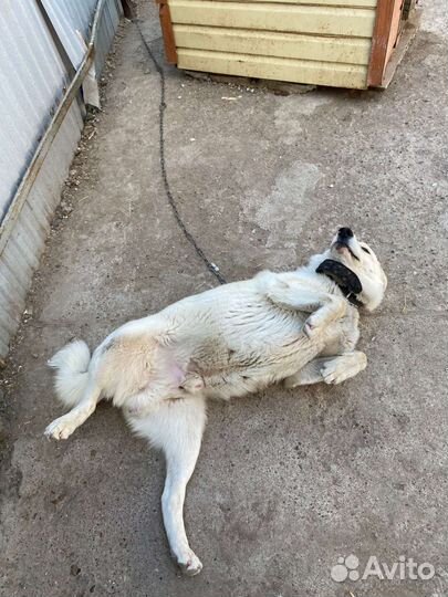 Собака в добрые руки