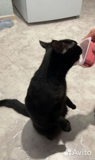 Передержка кошек на время отпуска