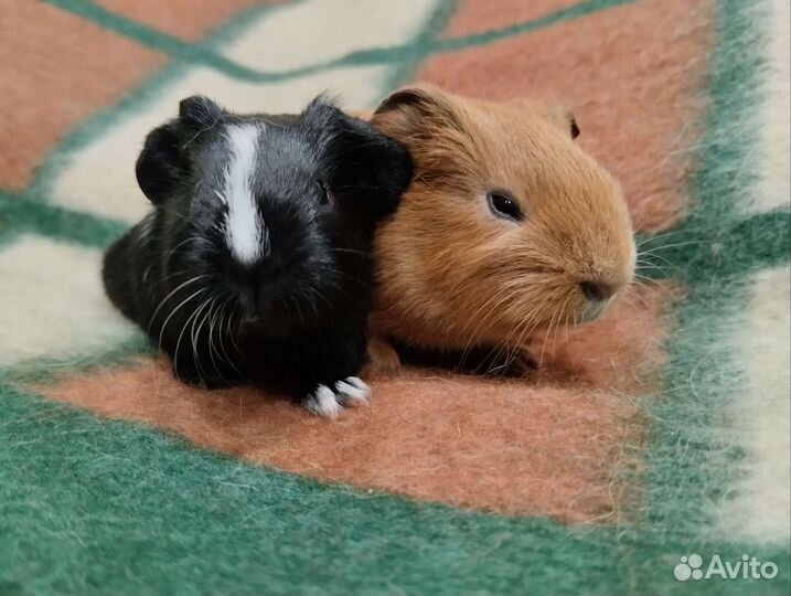 Морские свинки