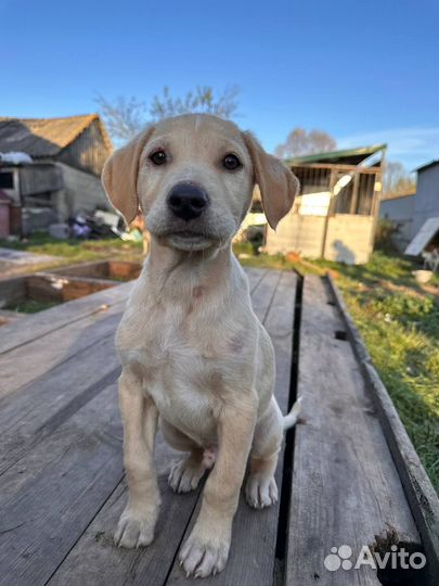 Щенок в добрые руки