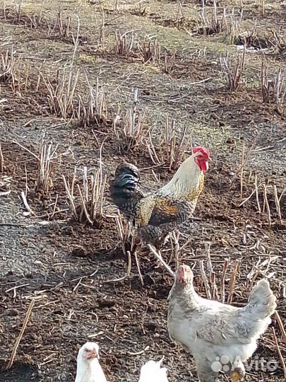 Петухи домашние на мясо