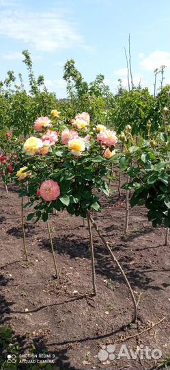 Саженцы розы