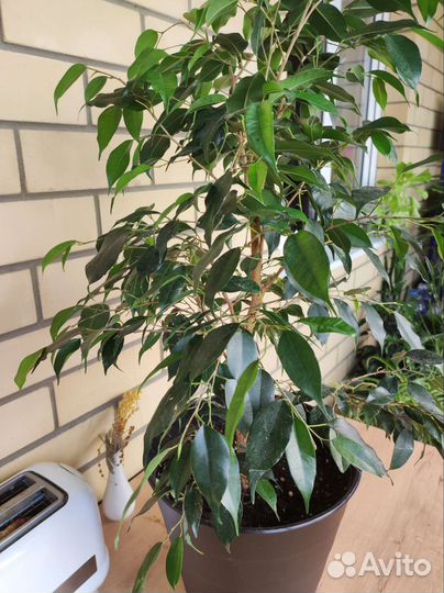 Фикус бенджамина