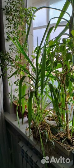 Комнатные цветы