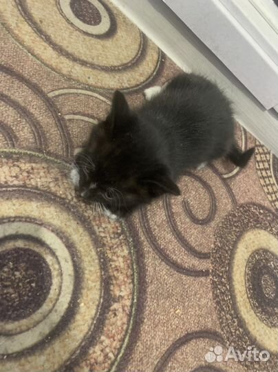 Отдам котенка