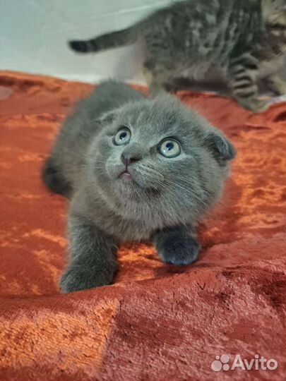 Британская