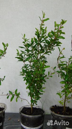 Комнатные гранаты маленькие и побольше, самовывоз