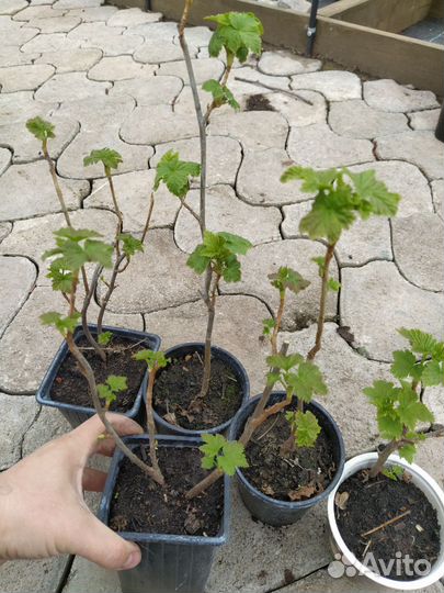 Саженцы черной смородины