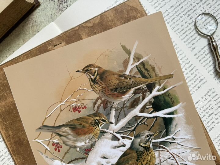 Репродукция. Птицы. Basil Ede. Дрозд