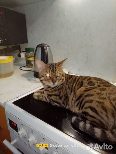 Бенгальский кот
