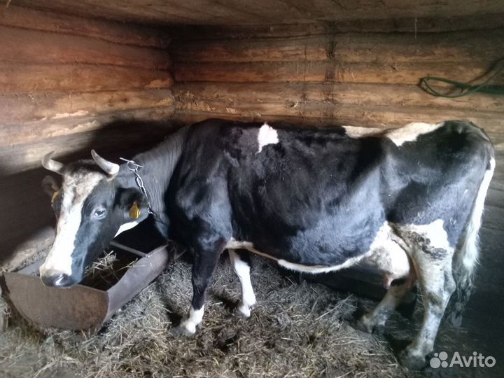 Продаем корову