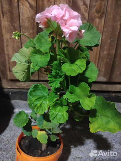 Гиппеаструм, пеларгонии, зефирентес