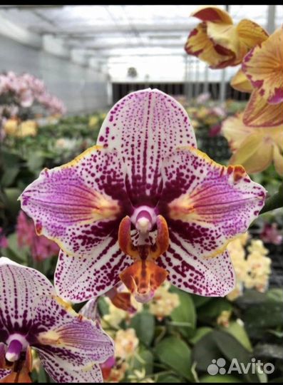 Орхидея бабочка Ever Spring King 'ES'