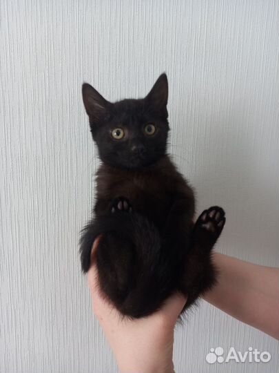 Котенок ищет дом