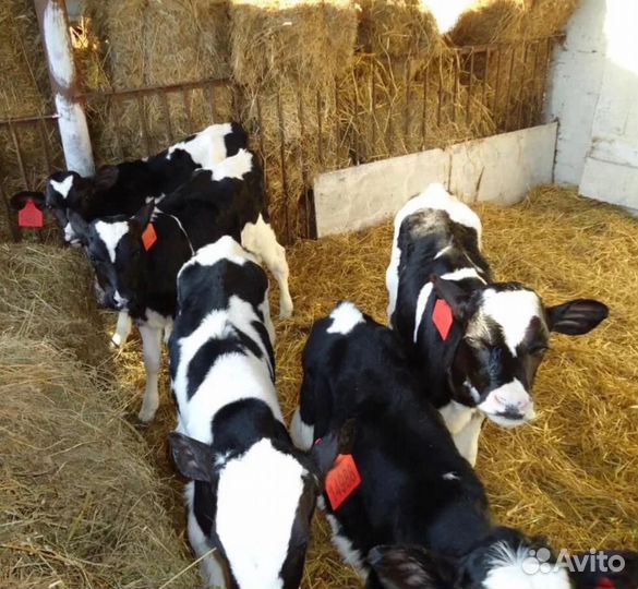 Телята бычки