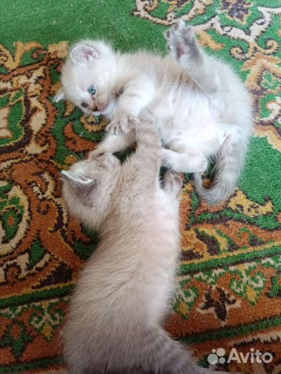 Котята