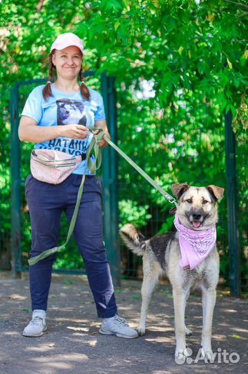 Молодая Собака Валя грустит в клетке приюта