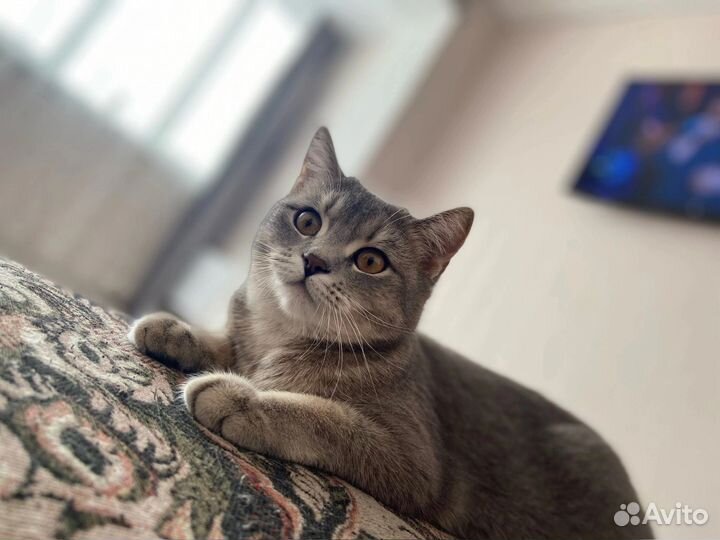 Британская кошка бесплатно