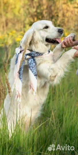 Собака для съемок/рекламы/мероприятий