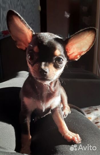 Мини чихуа