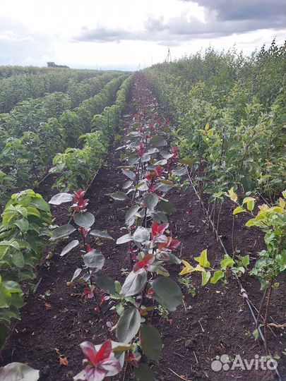 Яблоня недзвецкого и роялти