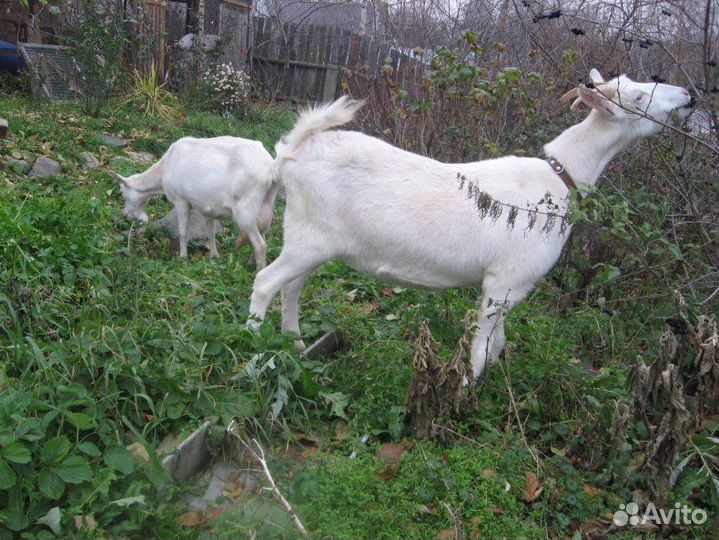 Козел и Козы молочные, заанненские 8шт