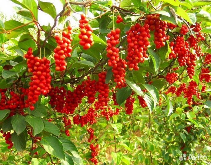 Лимонник Китайский