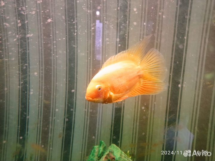 Северум красноточечный самец 2 г