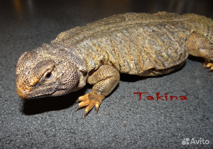 Агама Южно-Сахарская