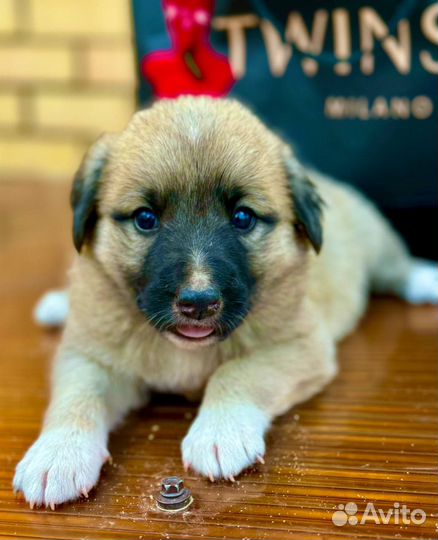 Щенок в добрые руки