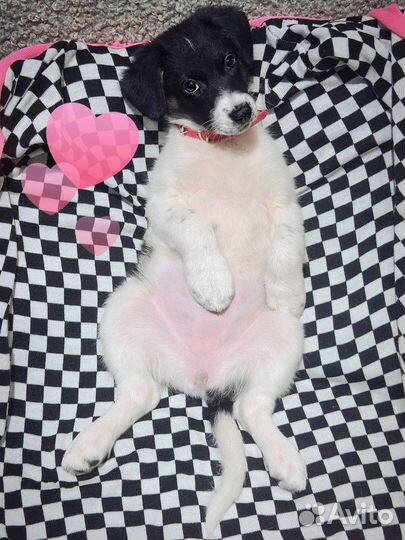 Отдается щенок