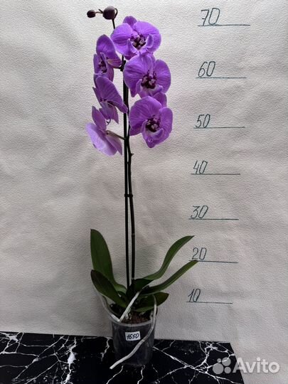 Орхидея фаленопсис