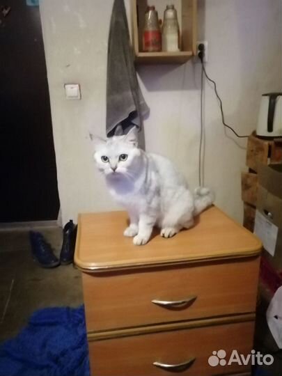 Случка кошки
