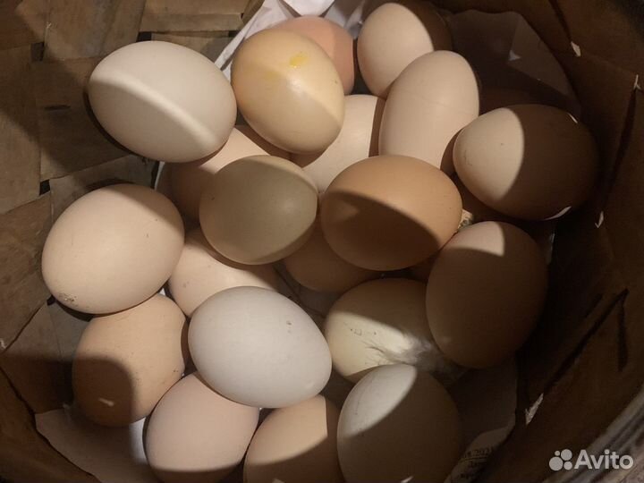 Домашние куриные яйца