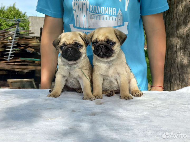 Щенки мопса мини