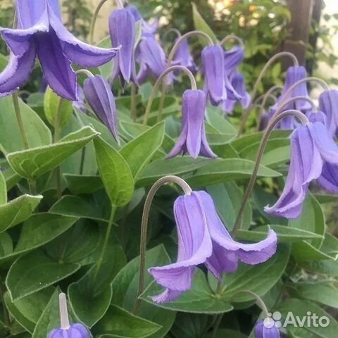 Клематис кустовой купить в Оренбурге | Товары для дома и дачи | Авито