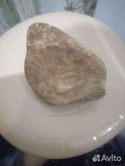 Камень с отпечатком древней улитки
