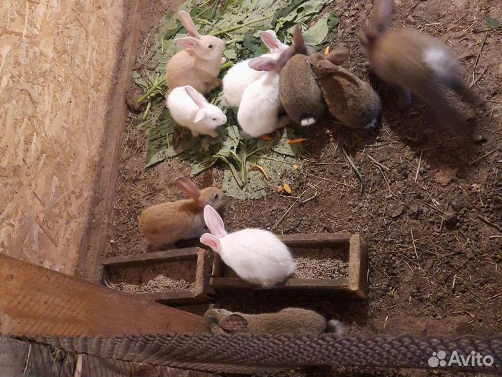 Калифорнийские кролики