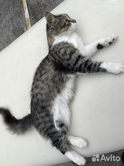 Кошечка в добрые руки