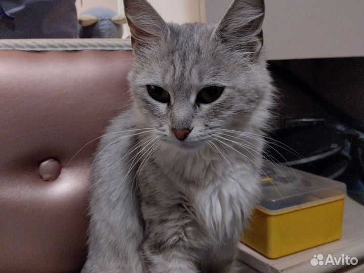 Кошка по имени Дуся