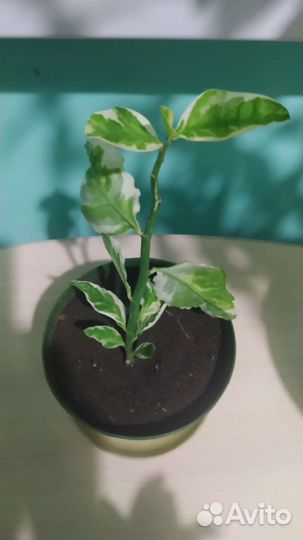 Педилантус