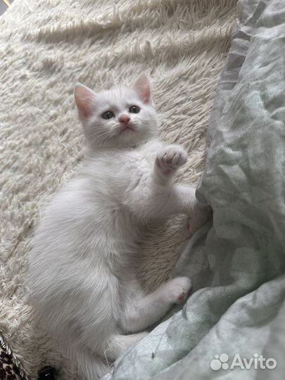 Котенок в добрые руки