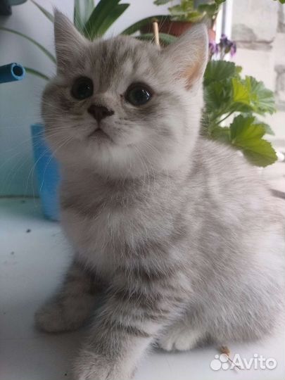 Шотландские котята