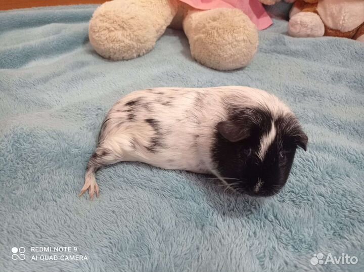 Морская свинка