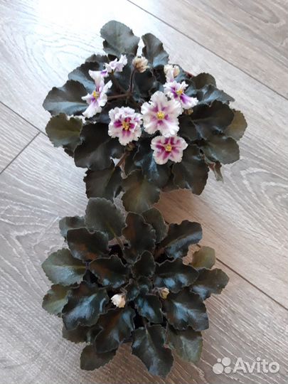 Цветущая молодая фиалка