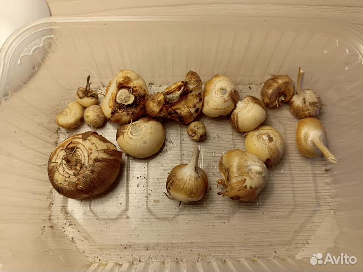 Луковицы крокосмии
