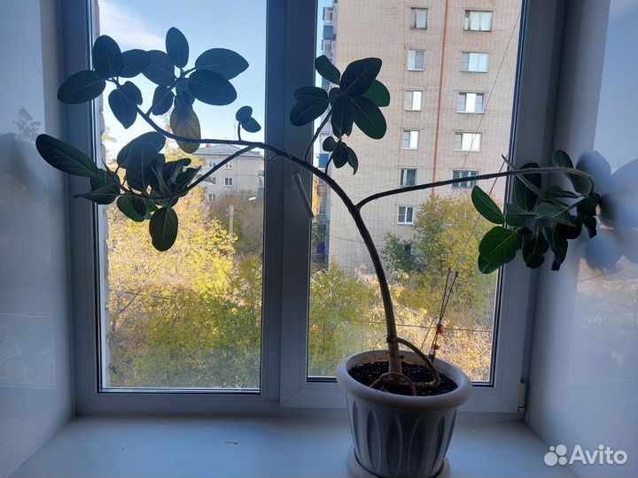 Фикус бенгальский