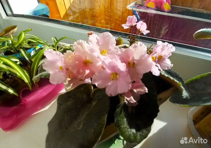 Фиалки сортовые. Цветы комнатные. Розовые фиалки