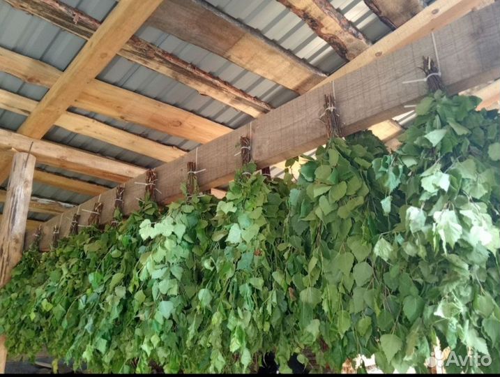 Березовые веники